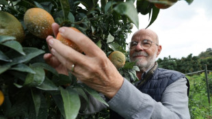 La clémentine corse, Petit Poucet centenaire qui parie sur la qualité