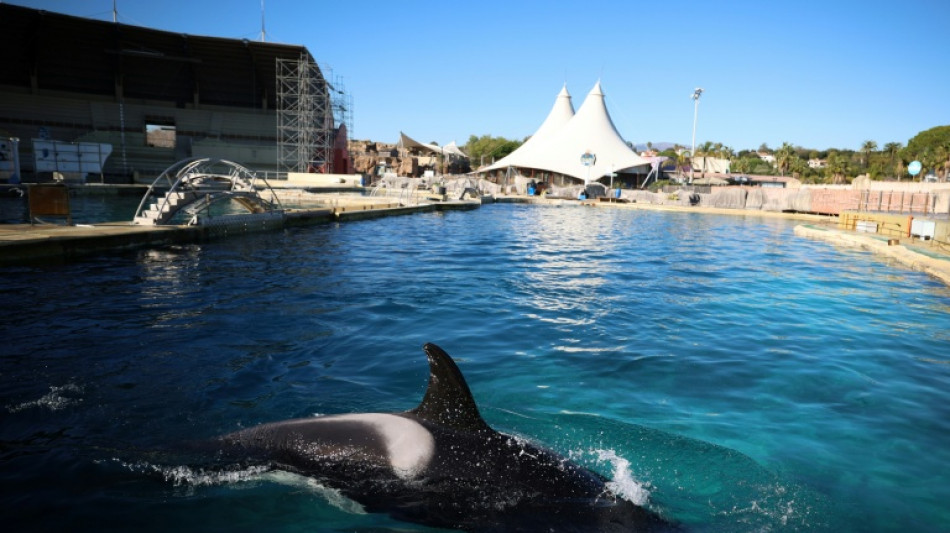 R&eacute;union cruciale pour l'avenir des orques et dauphins de Marineland