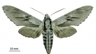 De nouvelles espèces d'insectes découvertes en Corse