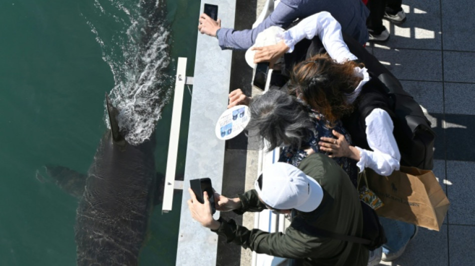 South Korea launches new bid to guide crowd-pulling shark to sea
