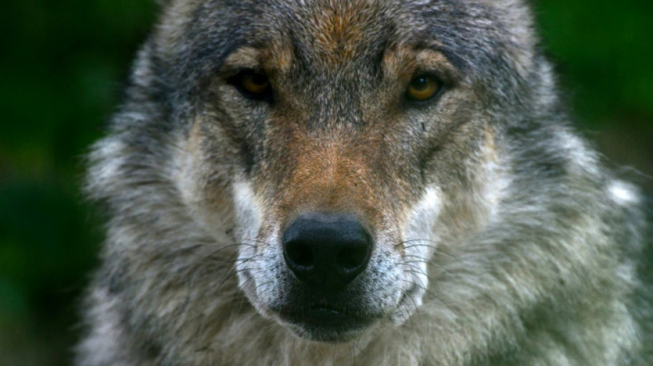 Lemke will Vorschläge zum Umgang mit dem Wolf vorstellen