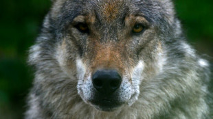 Umgang mit dem Wolf: Lemke will Vorschl&auml;ge n&auml;chste Woche vorstellen