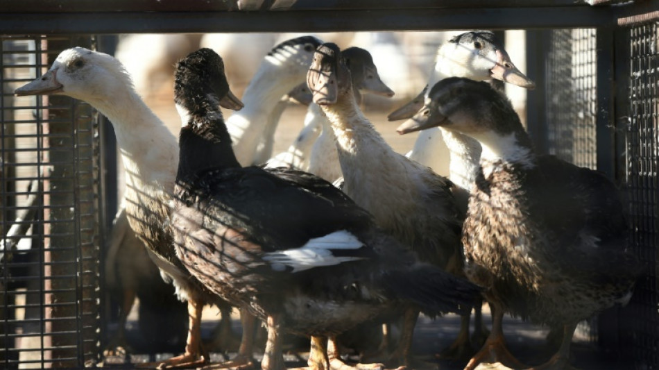 Grippe aviaire: mort d'un chat test&eacute; positif dans les Deux-S&egrave;vres