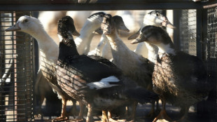 Grippe aviaire: nouveau confinement controvers&eacute; des volailles en France