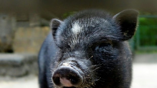 Thüringen: Frau findet Hängebauchschwein auf Garagendach