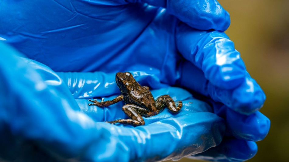 Ecuadoran frogs Rocket and Harlequin taking on mining industry