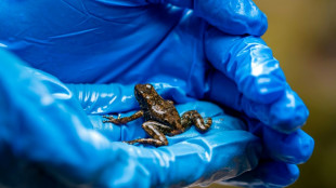 Ecuadoran frogs Rocket and Harlequin taking on mining industry