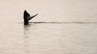 Canada wildlife decline 'most severe' in decades: WWF