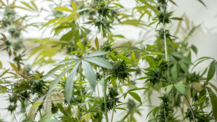Cannabisplantage im Sauerland entdeckt und vier Verd&auml;chtige festgenommen