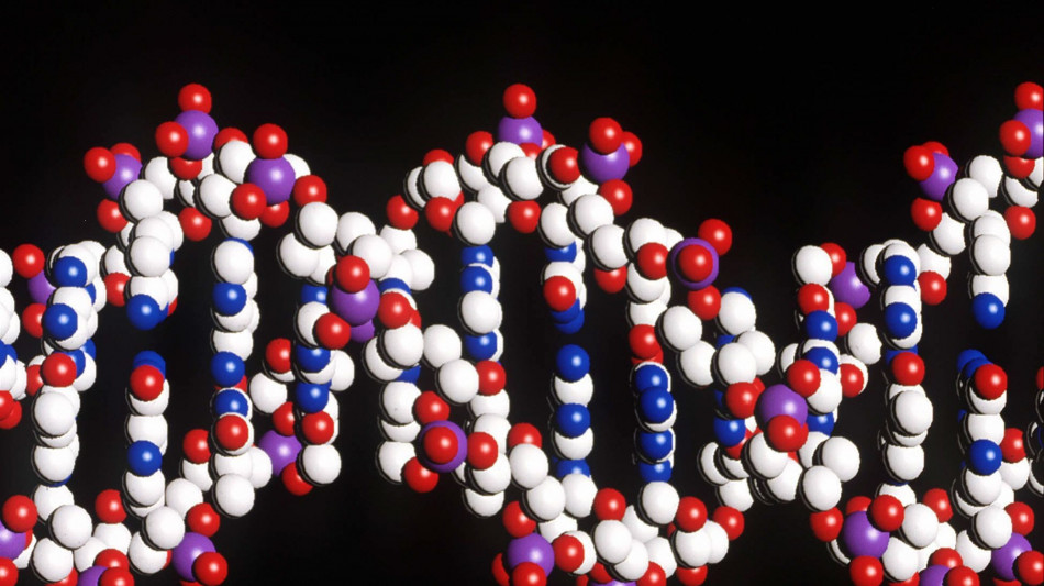 La formazione del cervello &egrave; estrema, il Dna &egrave; regolarmente rotto e riparato
