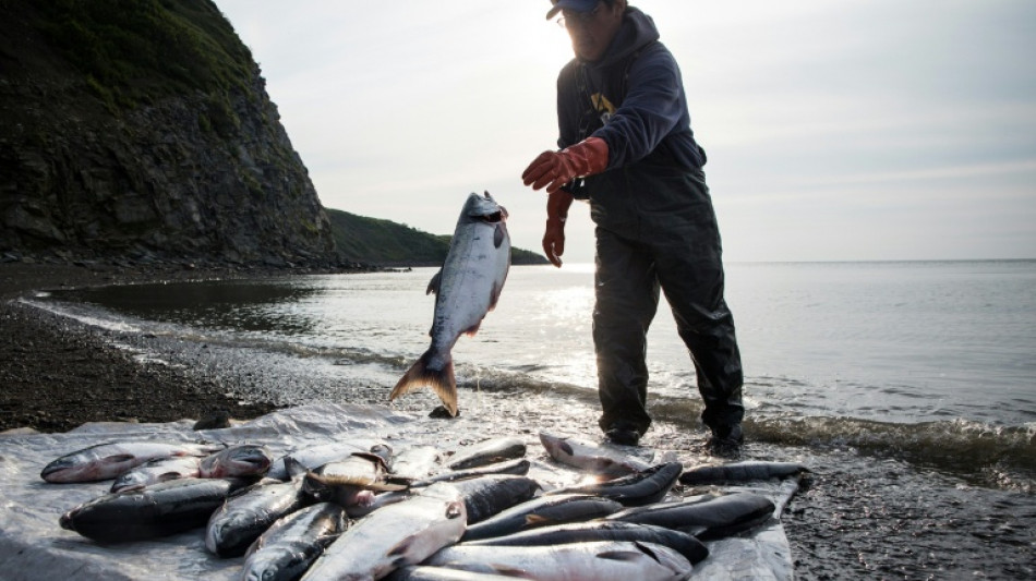 Los salmones nadan distancias m&aacute;s largas bajo los efectos de la coca&iacute;na, seg&uacute;n un estudio