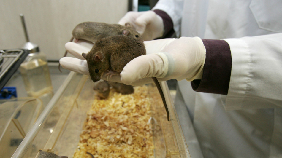 Il grasso beige &egrave; amico dei vasi sanguigni, abbassa la pressione