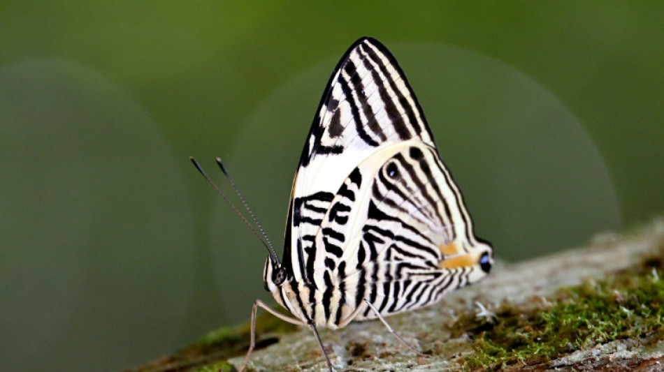 In Ecuadoran Amazon, butterflies provide a gauge of climate change
