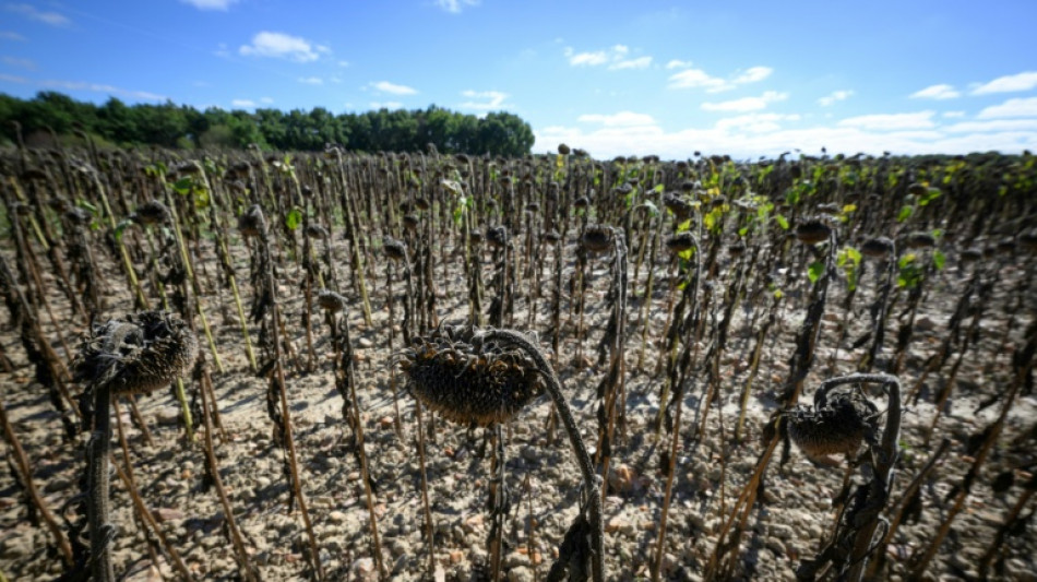 La France s'appr&ecirc;te &agrave; entrer dans l'automne avec un temps sec et chaud, selon M&eacute;t&eacute;o-France