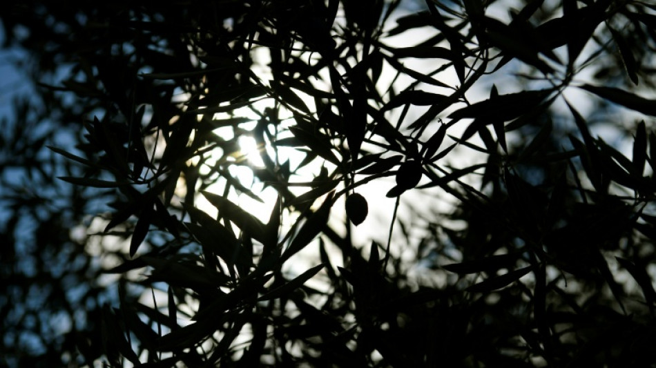 OMC autoriza UE a impor san&ccedil;&otilde;es aos EUA por azeitonas espanholas