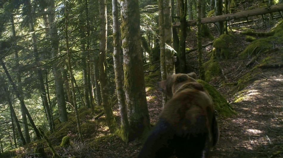 L'ours "poursuit son développement" dans les Pyrénées mais son avenir n'est pas garanti