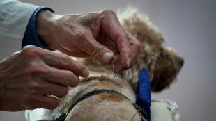 Acupuntura para animales, una tendencia creciente en Pekín