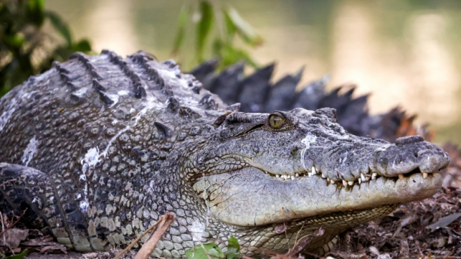 En Australie, du risque d'extinction au "paradis" des crocodiles