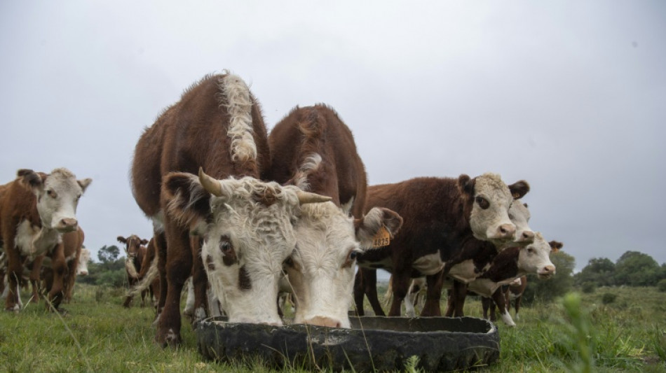Un barco con casi 3.000 bovinos parte camino a Uruguay tras estar semanas varado en Turqu&iacute;a