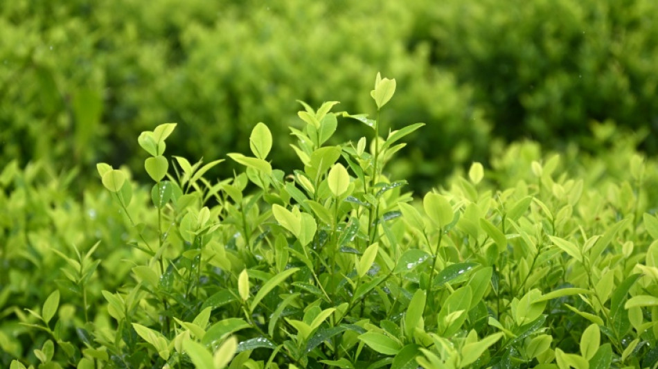 La ONU propone a Colombia una nueva medición sobre la cocaína tras la descertificación de EEUU