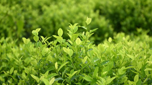 La ONU propone a Colombia una nueva medición sobre la cocaína tras la descertificación de EEUU