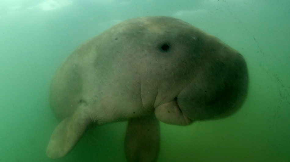 Les dugongs, tortues et poissons du Golfe menac&eacute;s par la guerre