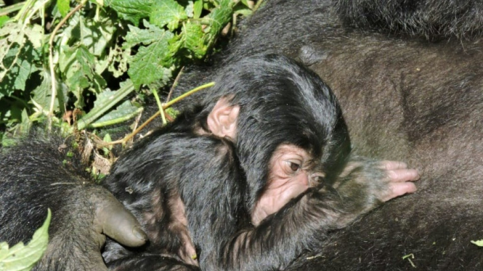 Virunga-Nationalpark im Kongo best&auml;tigt Geburt von zwei Gorilla-Babys