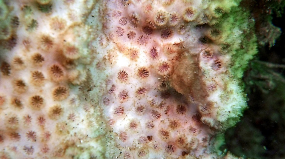 Gro&szlig; wie eine Honigmelone: Zoll in K&ouml;ln findet gesch&uuml;tzte Koralle in Gep&auml;ck