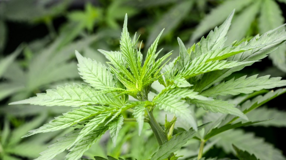 Holetschek übt scharfe Kritik an Plänen für Cannabis-Modellregionen