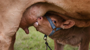 Mann fährt mit Kalb auf Rücksitz zu Polizeiwache in Geilenkirchen