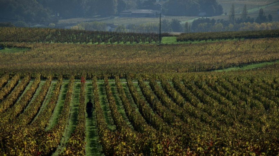 La producci&oacute;n mundial de vino podr&iacute;a caer en 2024 a su menor volumen desde 1961