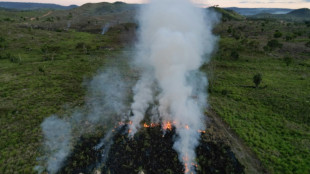 Desmatamento na Amaz&ocirc;nia Legal cai 11% em um ano