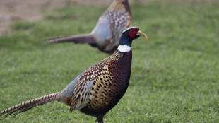 Amateurs de gibier à plumes, gare au plomb