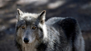 906 loups en France? Une estimation "clairement sous-&eacute;valu&eacute;e", d&eacute;noncent des organisations agricoles