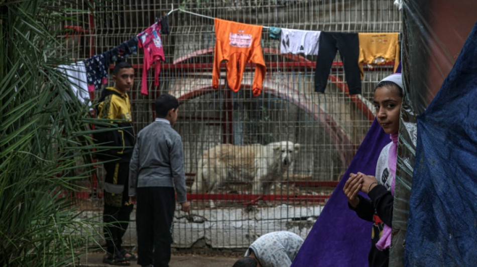 Animals go hungry at war-torn Gaza zoo