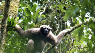Finding Skywalker gibbons with love songs: study