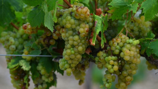 Zuviele Unsicherheiten: Traditionelle Prognose f&uuml;r franz&ouml;sische Weinernte verschoben 