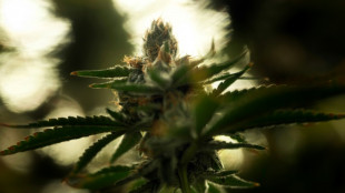 Richterbund &uuml;bt scharfe Kritik an 
Gesetzentwurf zur Cannabis-Freigabe