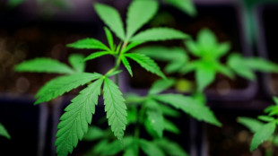 Polizei findet große Cannabisplantage in Einfamilienhaus in Nordrhein-Westfalen