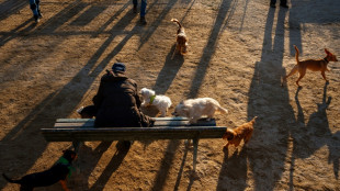 Einnahmen aus Hundesteuer 2024 auf Rekordsumme gestiegen