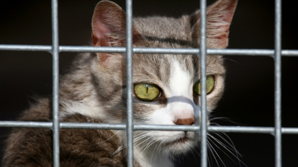 Hunde und Katzen: EU-Parlament beschlie&szlig;t Chippflicht gegen illegalen Handel