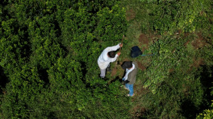 Pagar para arrancar plantas de coca: a aposta da Colômbia contra o narcotráfico