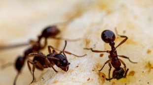 'Venha e me mate': o pedido das formigas doentes para salvar a col&ocirc;nia