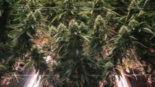 SPD kritisiert sch&auml;rfere Regeln f&uuml;r medizinisches Cannabis