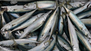 Surp&ecirc;che de maquereaux : le minist&egrave;re augmente les quotas pour les p&ecirc;cheurs amateurs 