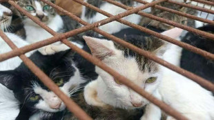 Policía china rescata a 150 gatos capturados para consumo humano
