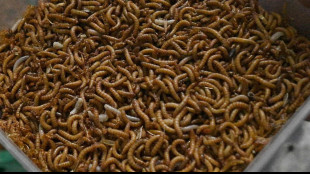 Dai vermi di Dune all'antenato dei vertebrati, scoperti in Cina fossili straordinari