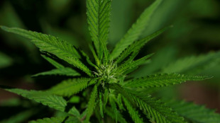 Extrato de cannabis aliviaria dores cr&ocirc;nicas na lombar, segundo ensaio cl&iacute;nico