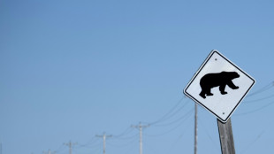 Canad&aacute; busca urso que atacou grupo escolar e deixou 2 feridos em estado grave