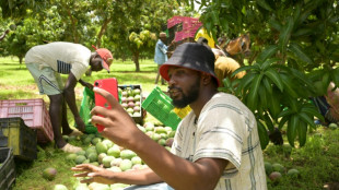 Au Sénégal, les réseaux sociaux, un terrain fertile pour les "agro-influenceurs"